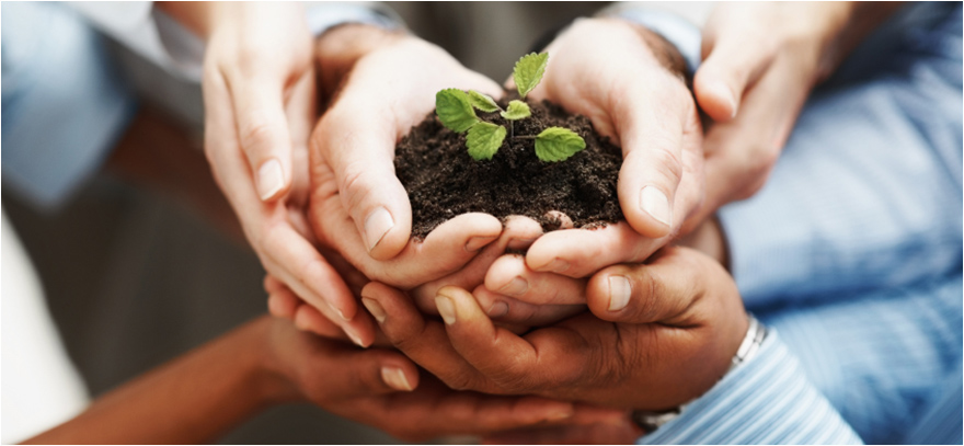 Hands holding young plant