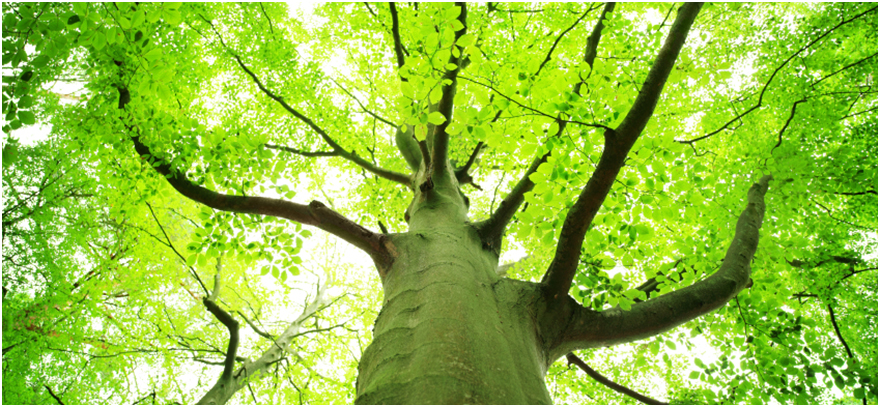 Below large branching tree