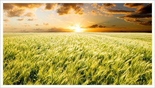 Wheat field with sunset